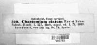 Chaetomium elatum image